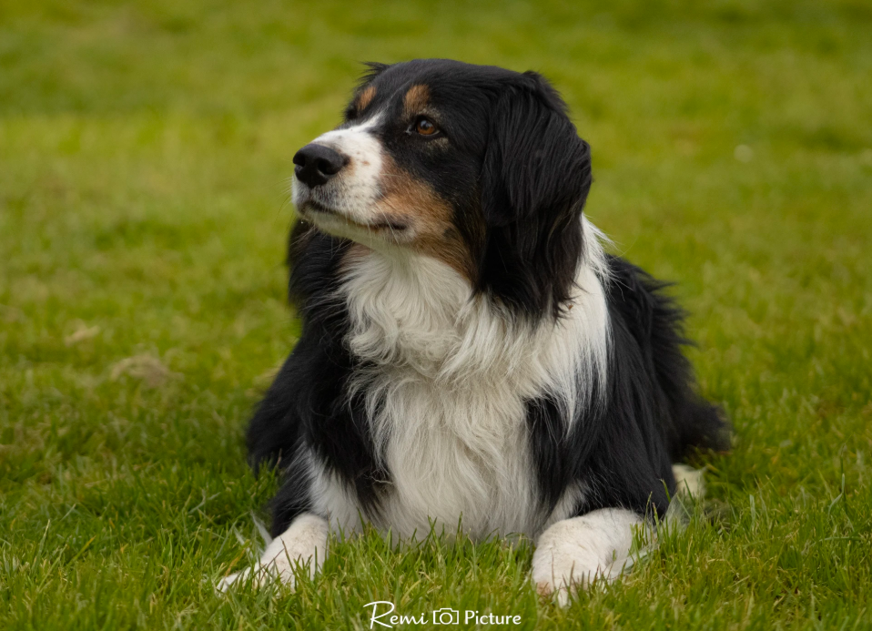 chien3.png