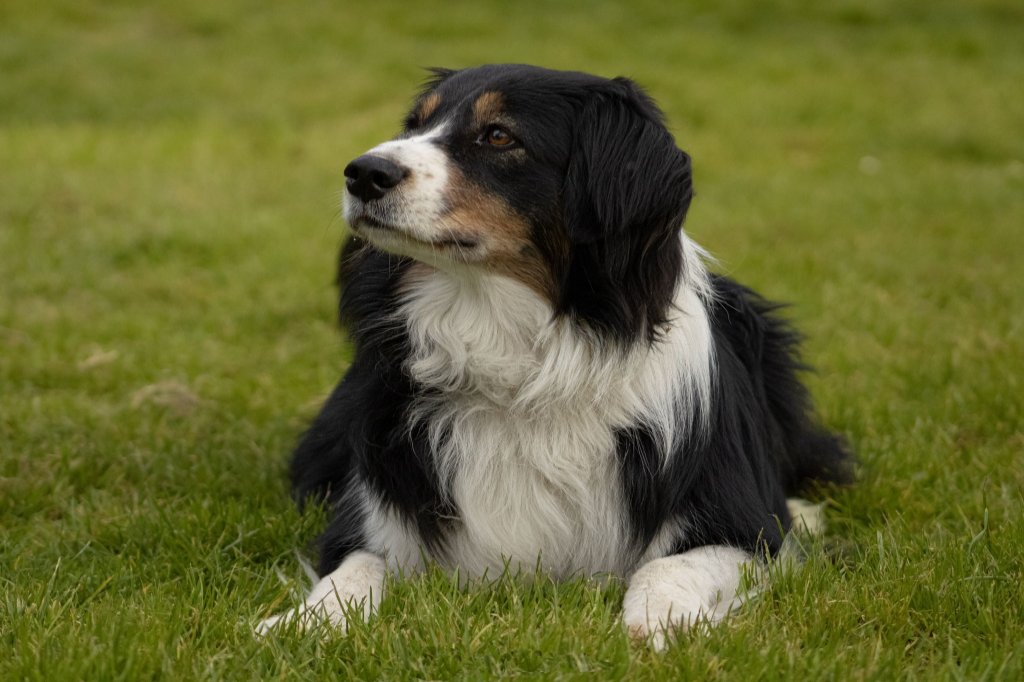 Portfolio Canin