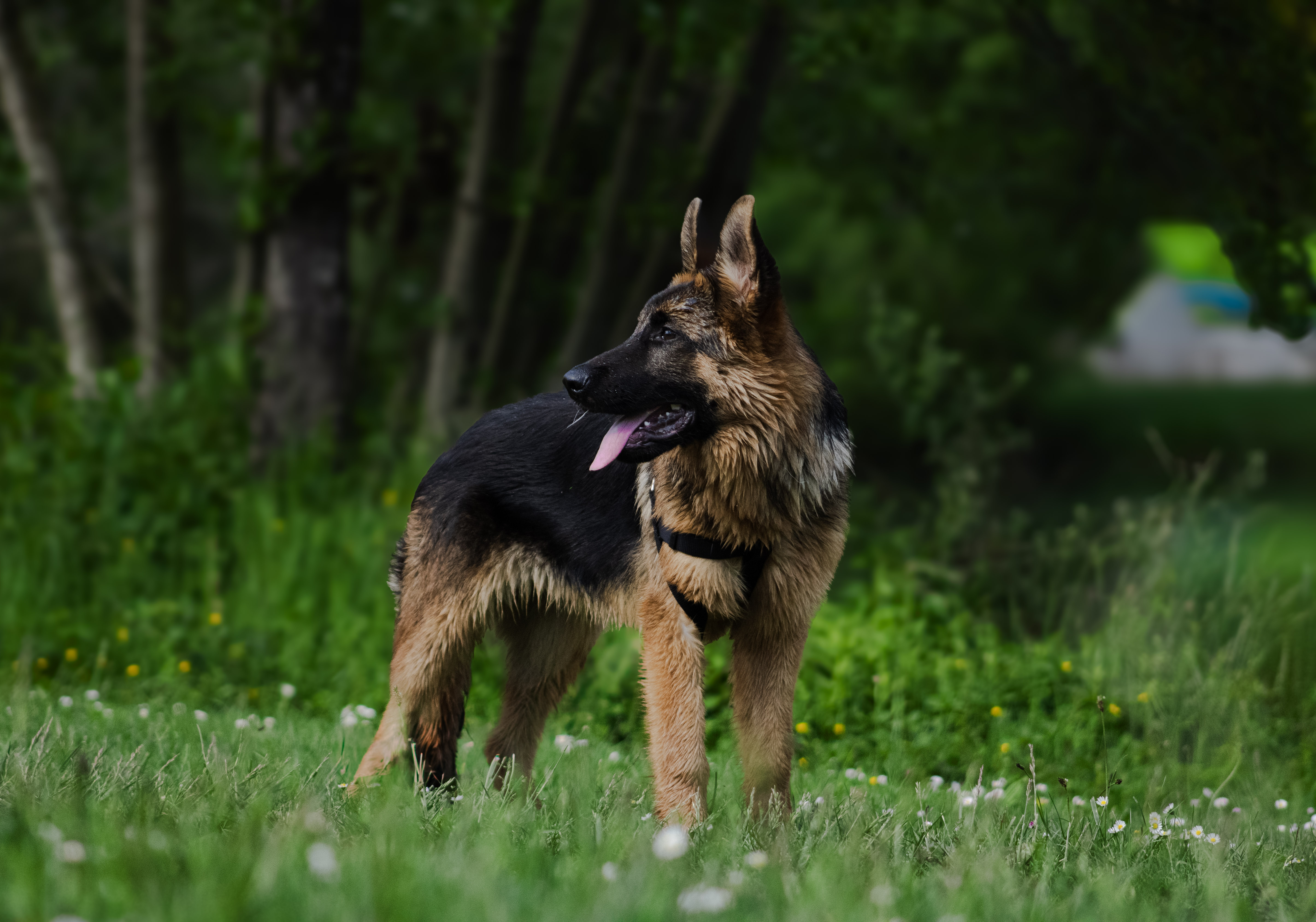 Pack Canin